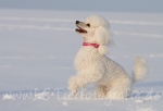 18 Prinzessin Lillifee